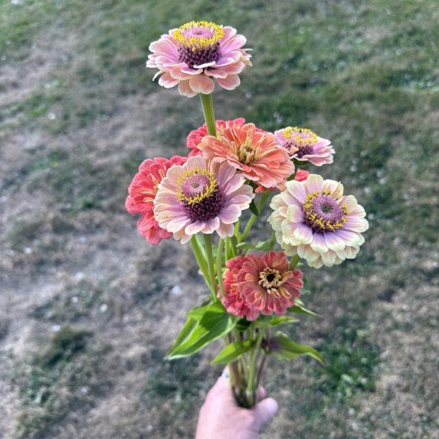 Zinnia – Queen Lime mix