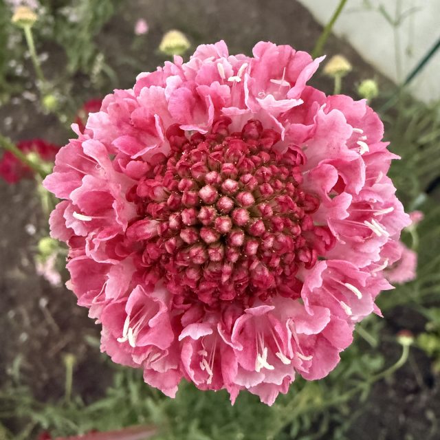 Scabiosa/pincushion