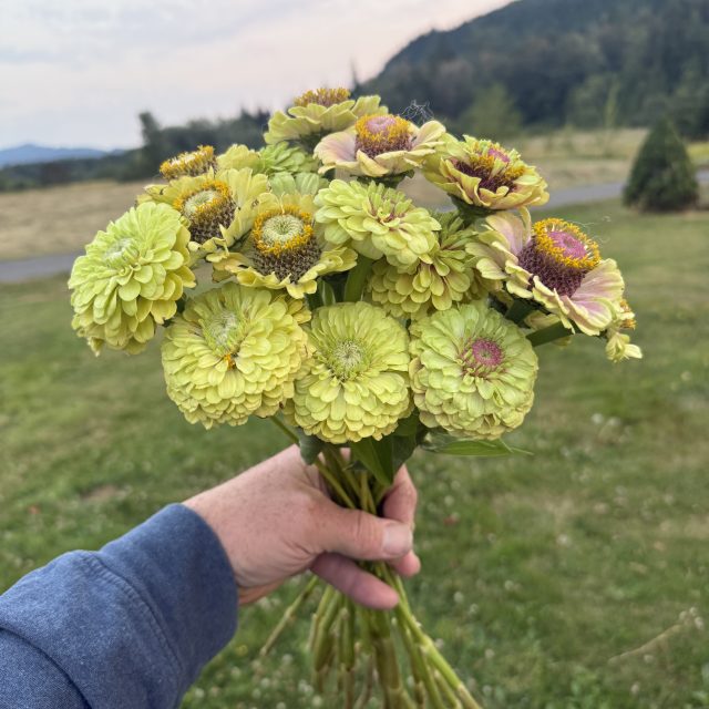 Zinnia – Queen Lime