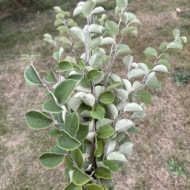 Quince branches