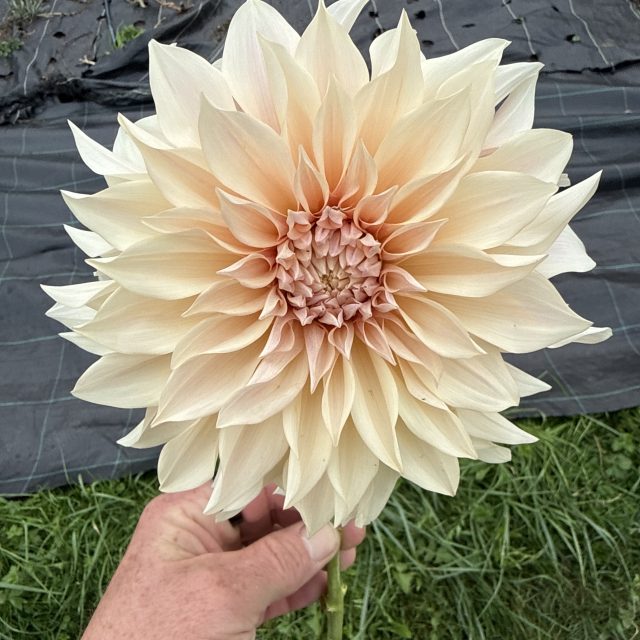 Dahlia – Cafe au Lait