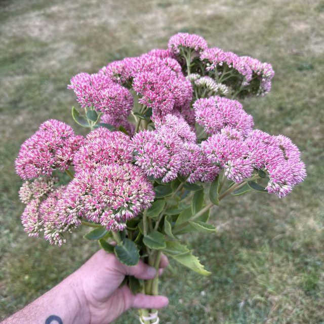 Sedum