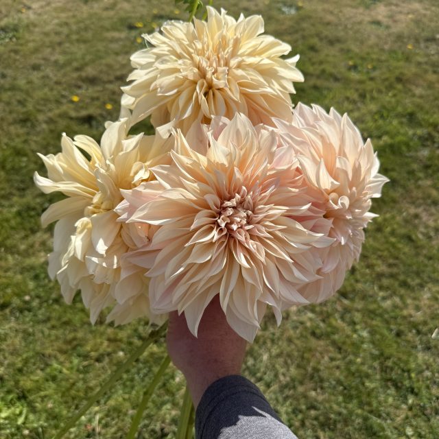 Dahlia – Cafe au Lait