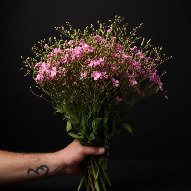 Gypsophilia/Saponeria Pink