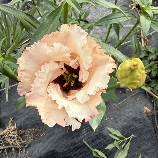 Lisianthus