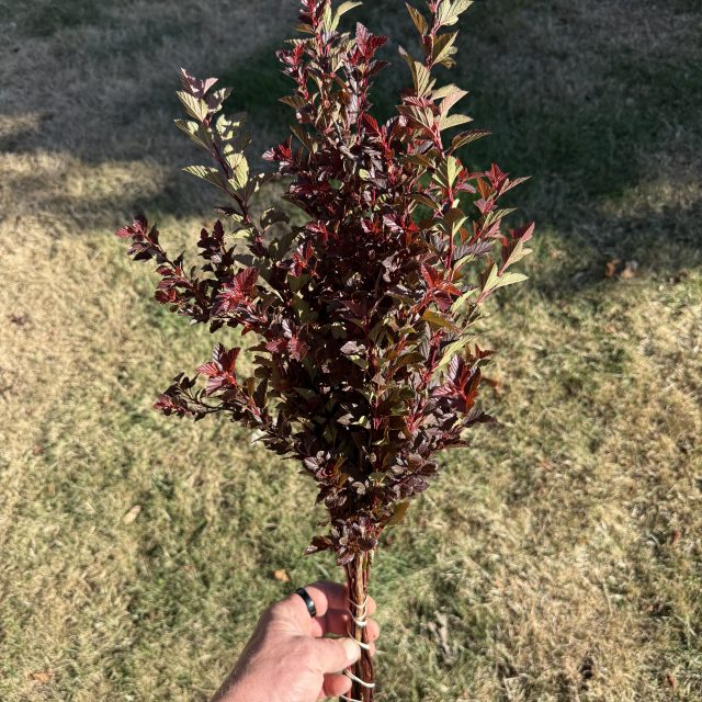 Ninebark