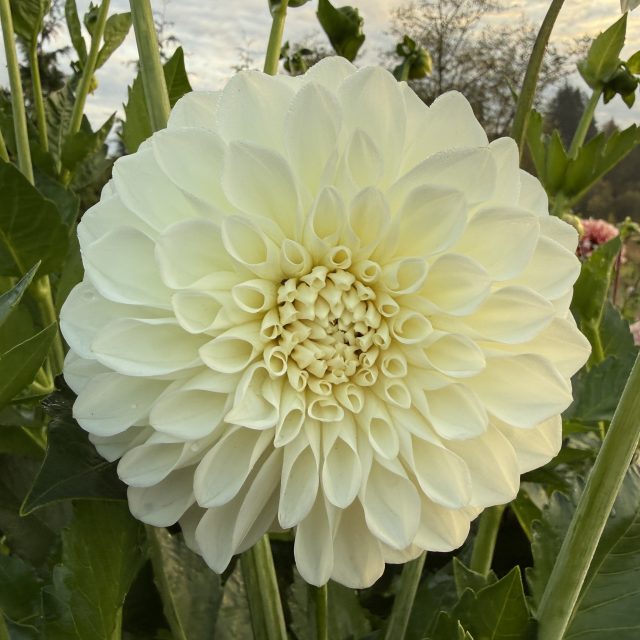 Dahlia – Boom Boom White