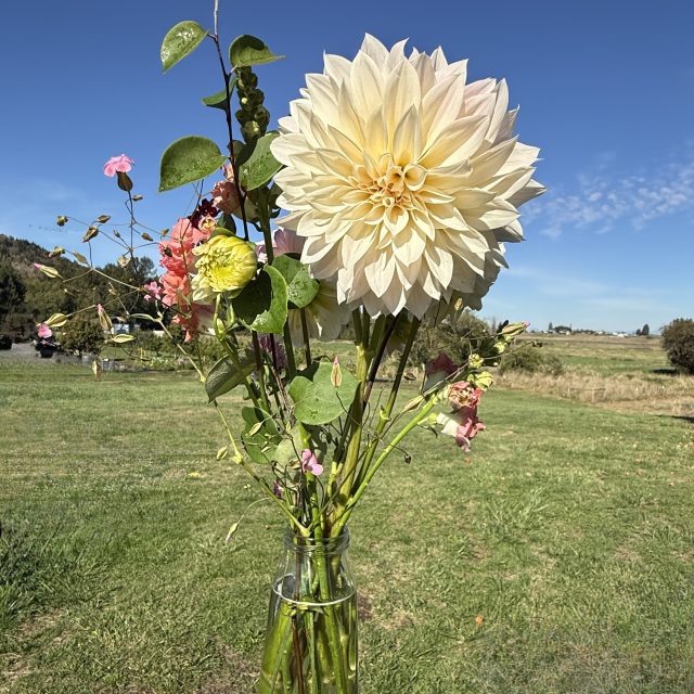 Mixed Dahlia Bouquet