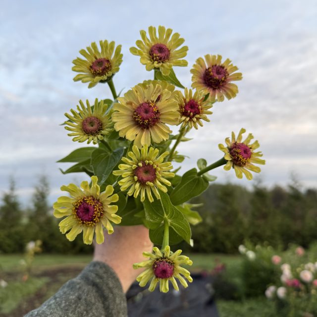 Zinnia – Queen Lime Red