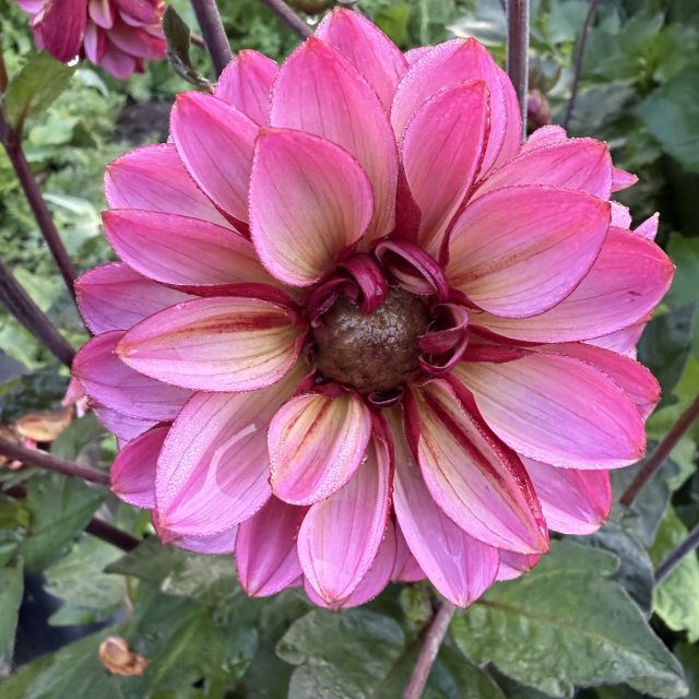 Dahlia – Senior’s Hope