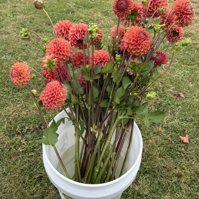 Dahlia – Cornel Bronze